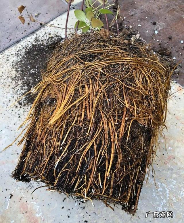 迎门墙放什么风水好 迎门墙下种什么花风水好呢