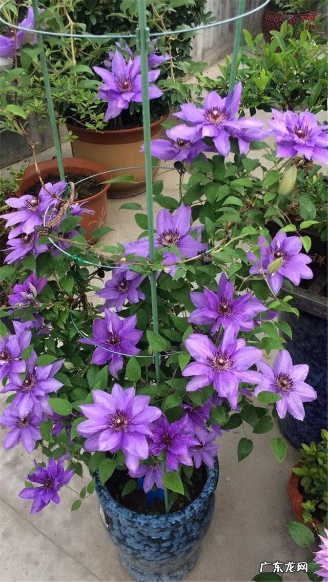 迎门墙放什么风水好 迎门墙下种什么花风水好呢