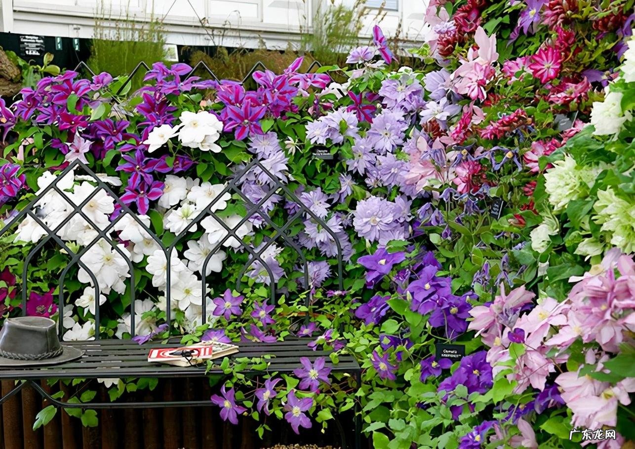 迎门墙放什么风水好 迎门墙下种什么花风水好呢