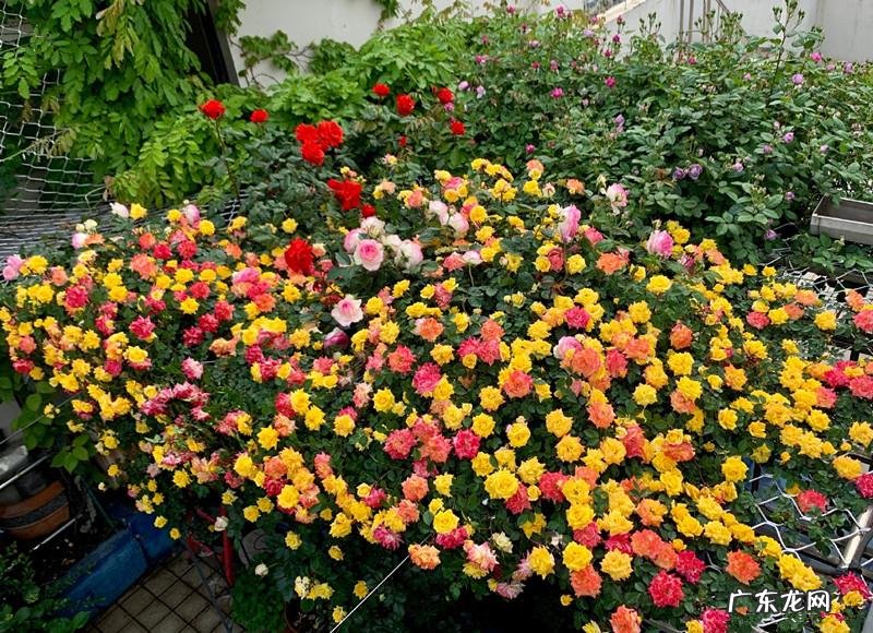 迎门墙放什么风水好 迎门墙下种什么花风水好呢