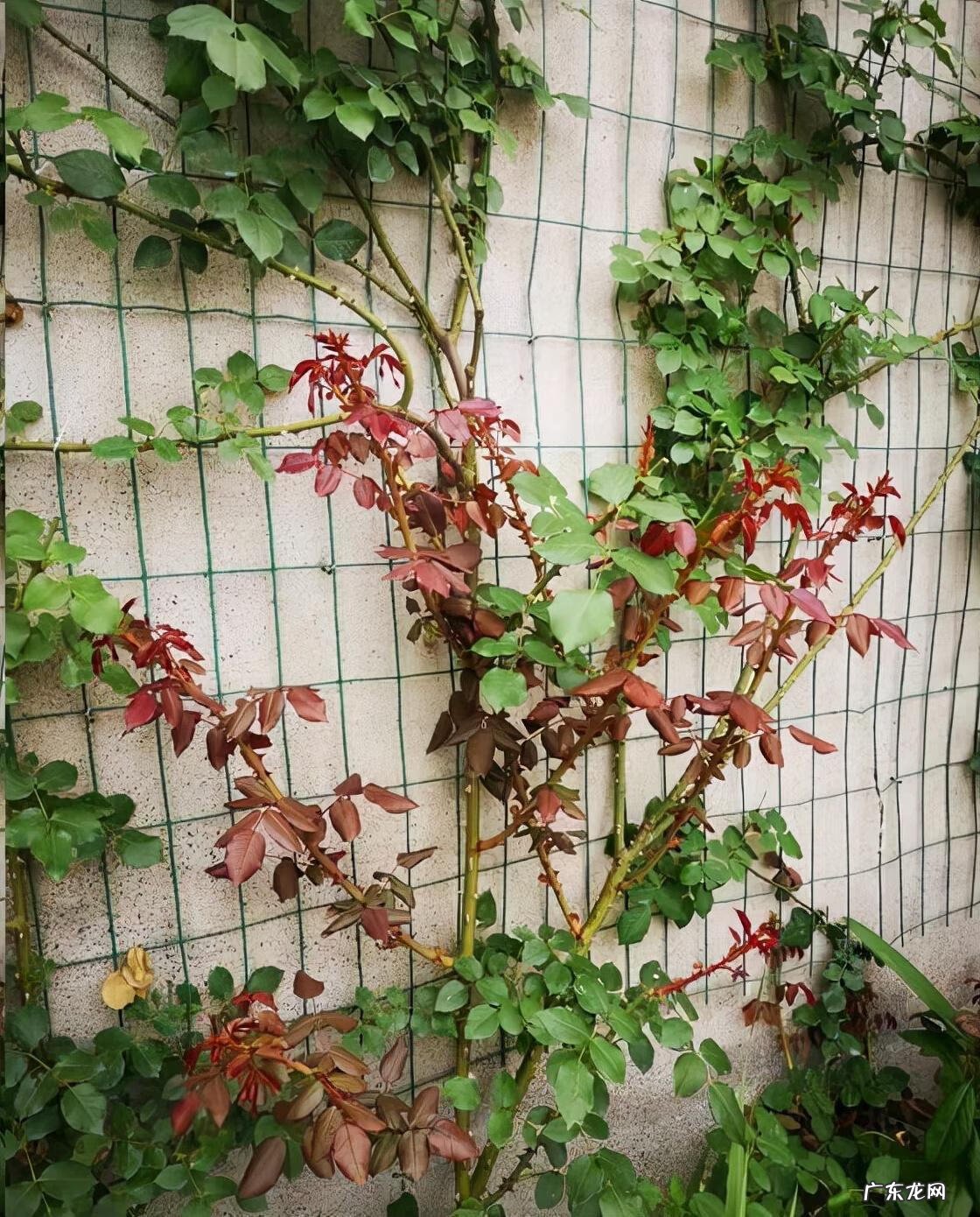 迎门墙放什么风水好 迎门墙下种什么花风水好呢