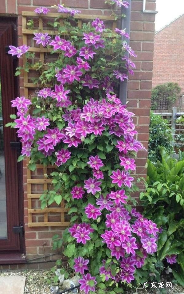 迎门墙放什么风水好 迎门墙下种什么花风水好呢