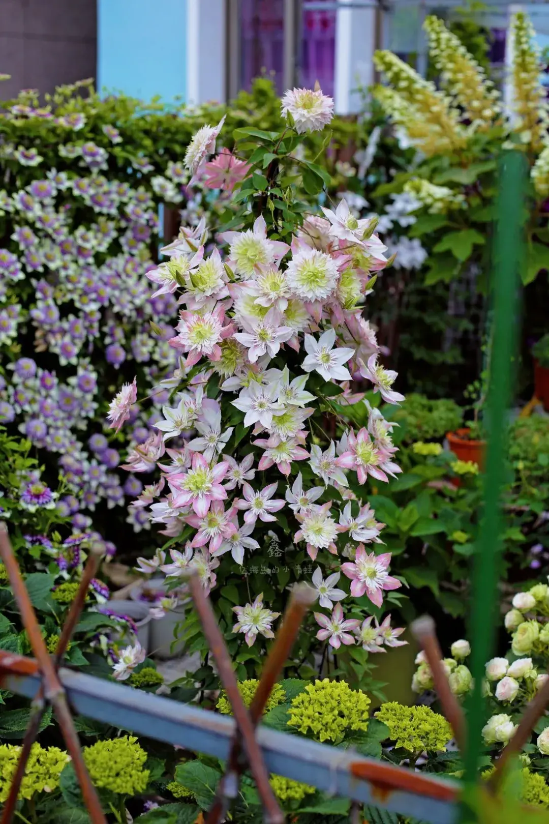 迎门墙放什么风水好 迎门墙下种什么花风水好呢