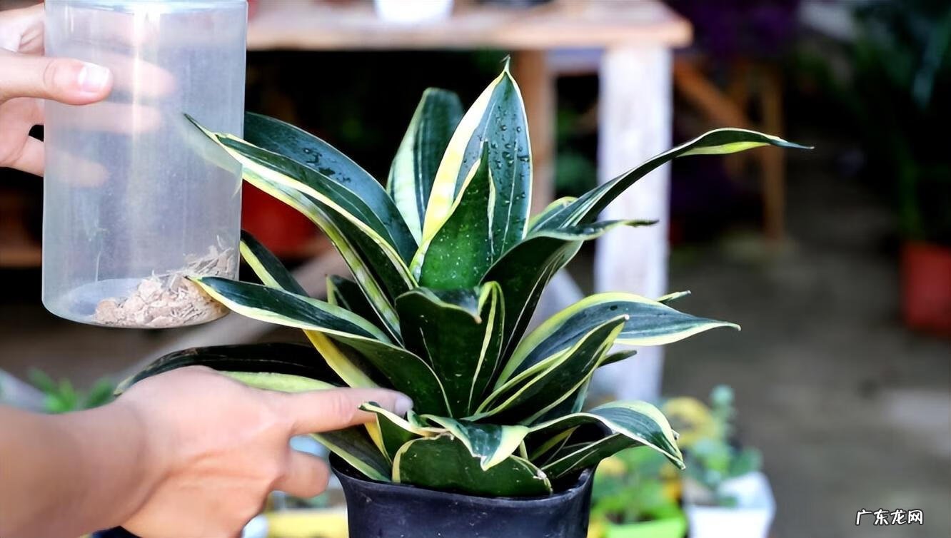 室内养虎皮兰好吗 室内养虎皮兰风水好不好呢
