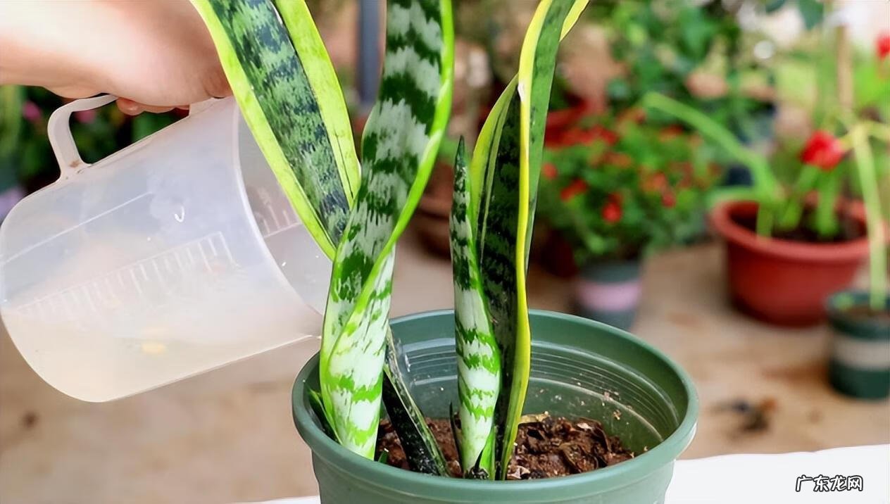 室内养虎皮兰好吗 室内养虎皮兰风水好不好呢