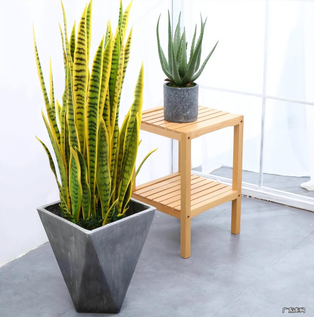 室内养虎皮兰好吗 室内养虎皮兰风水好不好呢