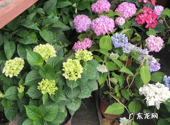 绣球花家里可以养吗 绣球花的养殖方法和注意事项