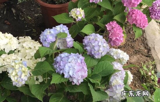 绣球花家里可以养吗 绣球花的养殖方法和注意事项