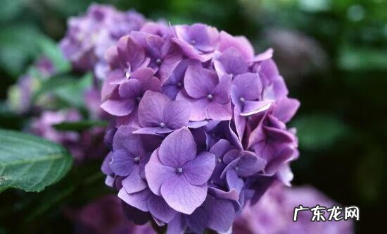 绣球花家里可以养吗 绣球花的养殖方法和注意事项