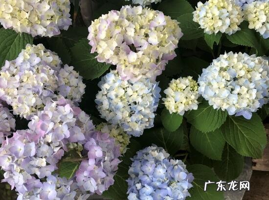 绣球花家里可以养吗 绣球花的养殖方法和注意事项