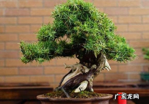 黄杨树风水上怎么个说法 黄杨树在店里的风水作用是什么