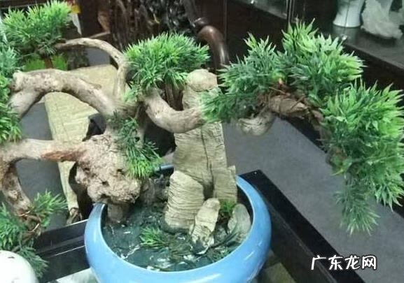 黄杨树风水上怎么个说法 黄杨树在店里的风水作用是什么