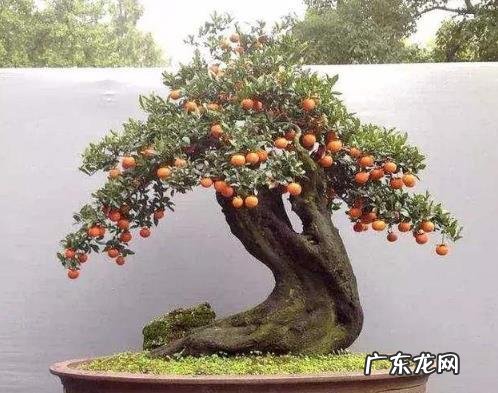 黄杨树风水上怎么个说法 黄杨树在店里的风水作用是什么