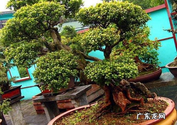 黄杨树风水上怎么个说法 黄杨树在店里的风水作用是什么