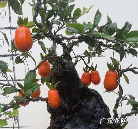 黄杨树风水上怎么个说法 黄杨树在店里的风水作用是什么