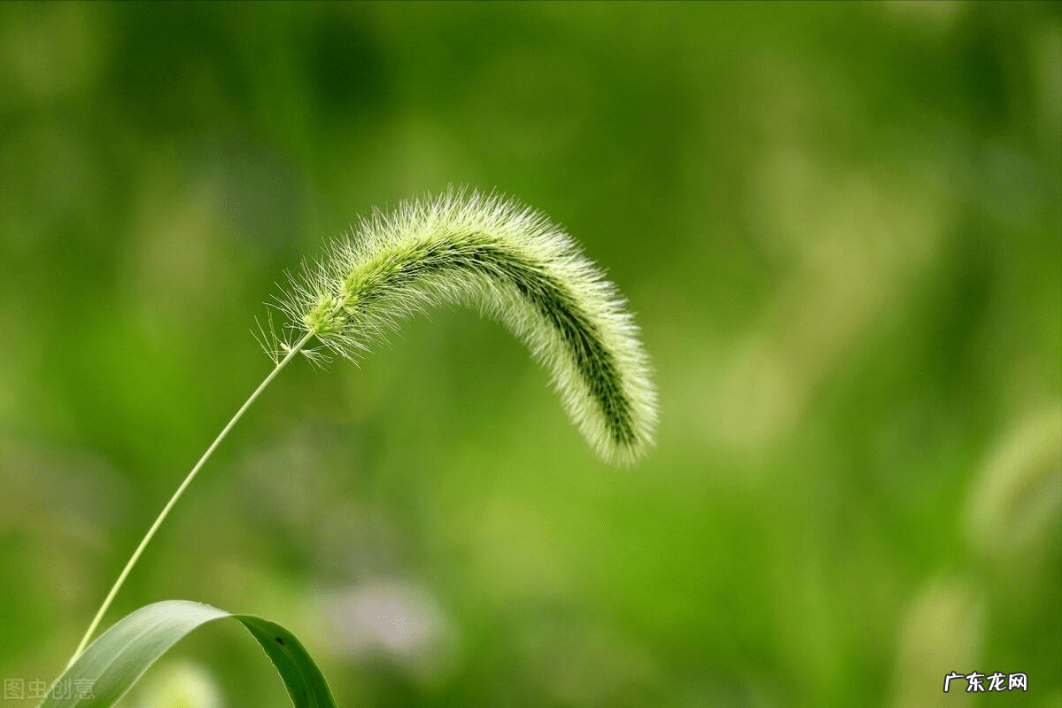 富贵荣华象在家摆一个还是一对 风水中的荣华象是什么