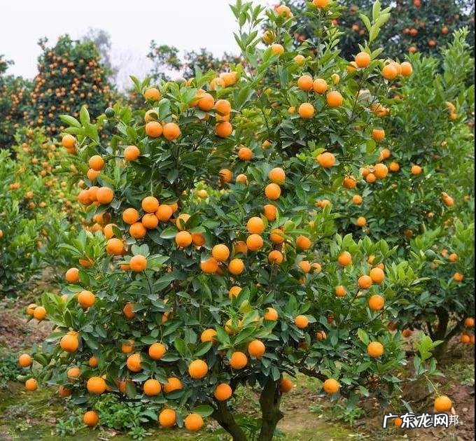 什么样树型风水好看