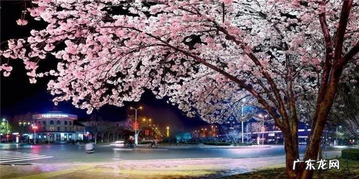 什么样树型风水好看