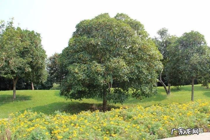 什么样树型风水好看
