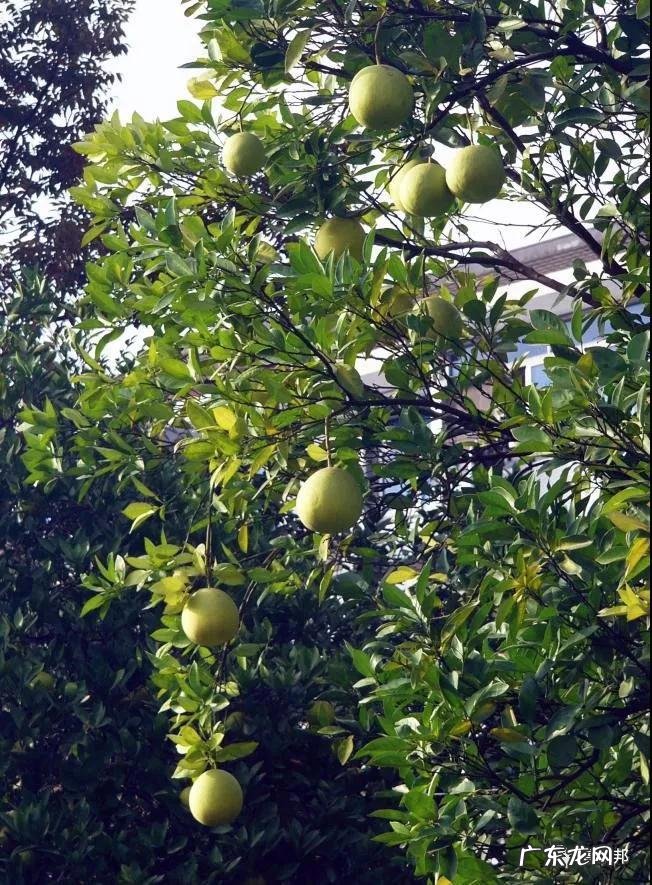 什么样树型风水好看