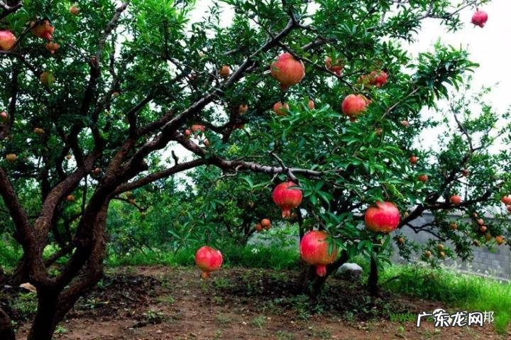 什么样树型风水好看