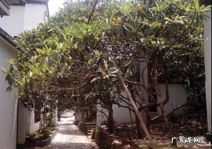 什么样树型风水好看