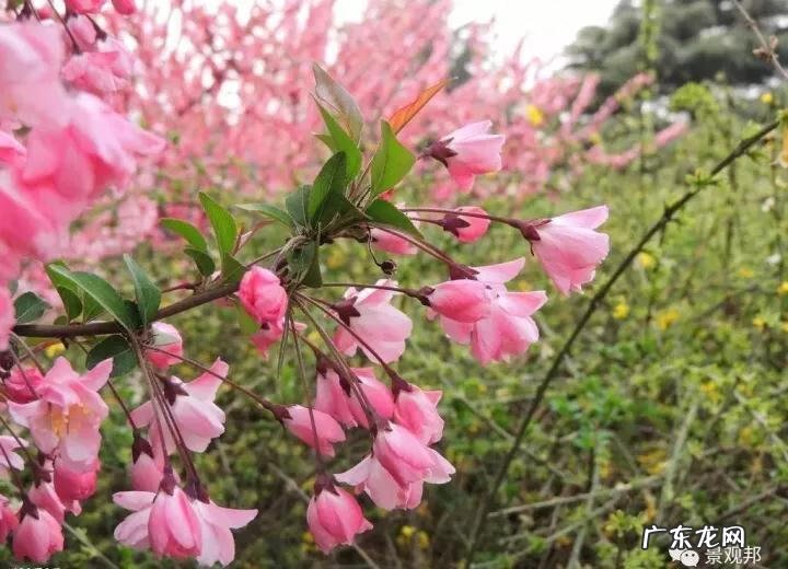 什么样树型风水好看