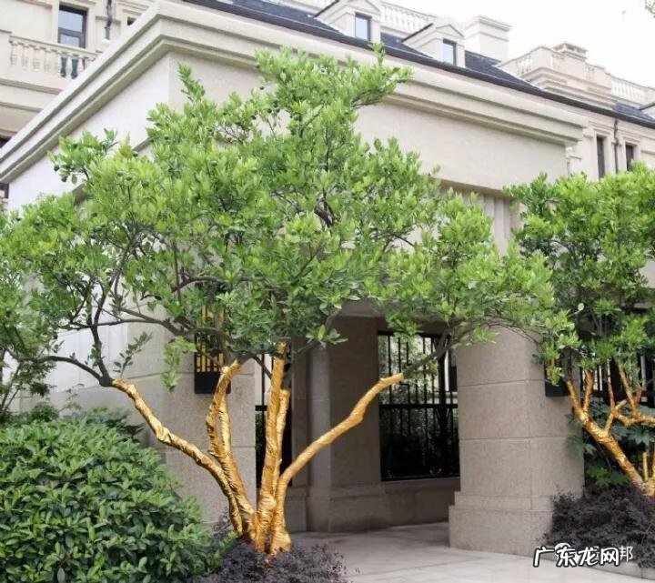 什么样树型风水好看