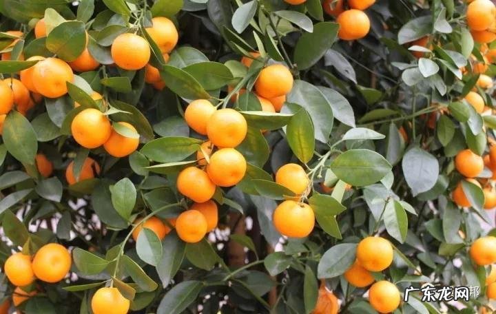 什么样树型风水好看