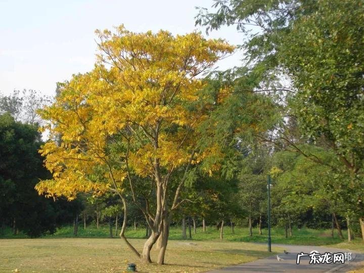 什么样树型风水好看