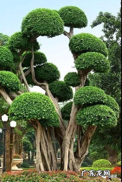 什么样树型风水好看