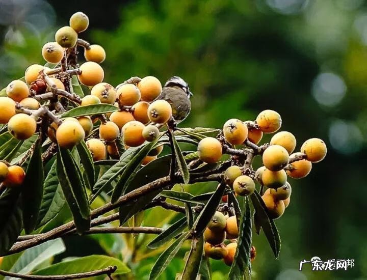 什么样树型风水好看