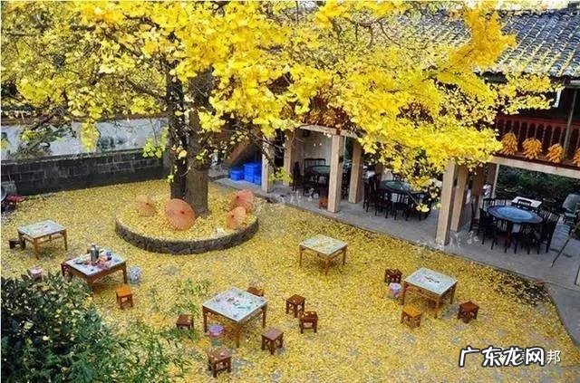 什么样树型风水好看