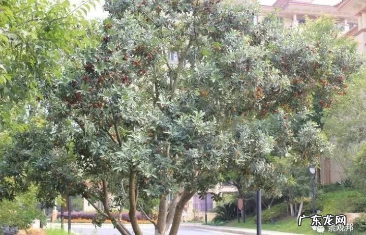 什么样树型风水好看