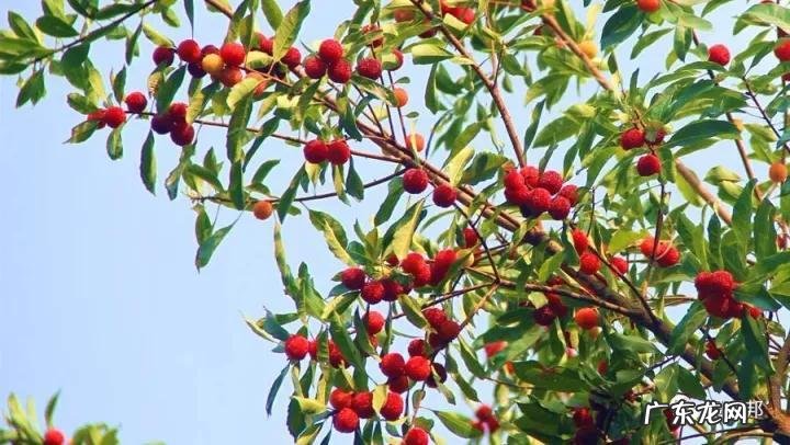 什么样树型风水好看