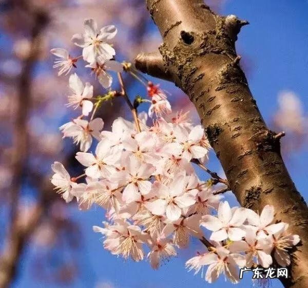 什么样树型风水好看