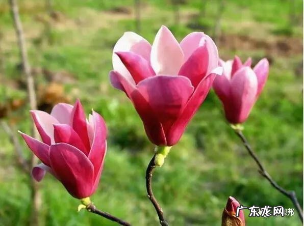 什么样树型风水好看