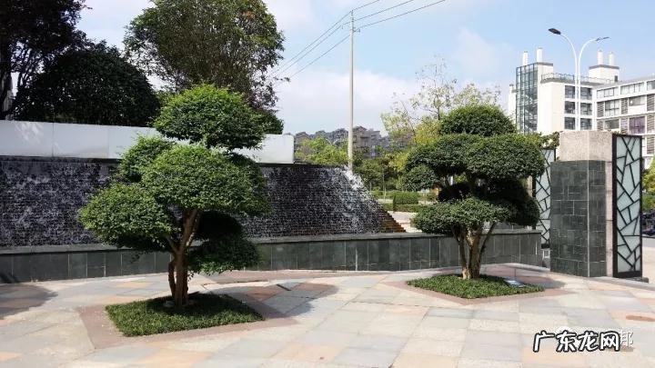 什么样树型风水好看