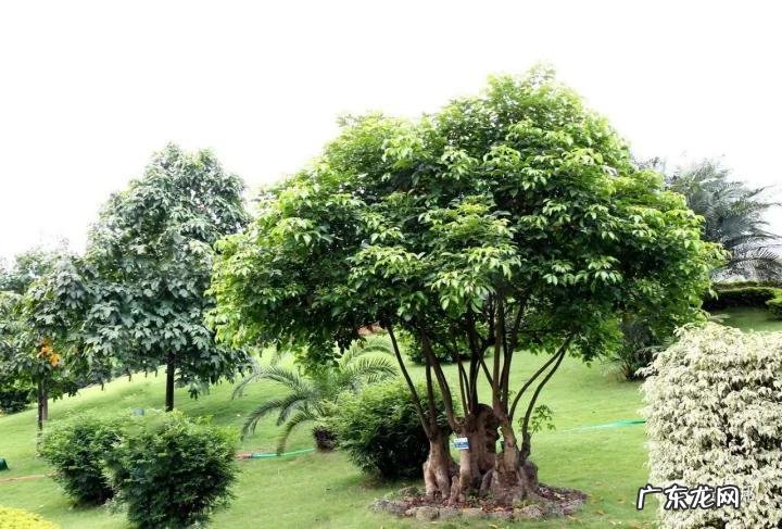 什么样树型风水好看