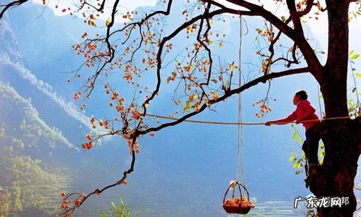 什么样树型风水好看