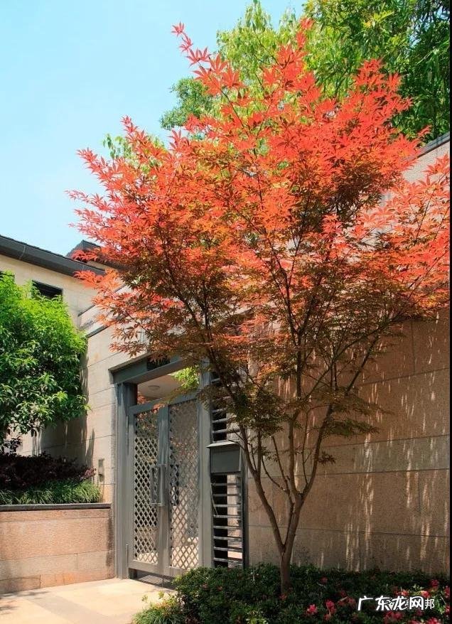 什么样树型风水好看