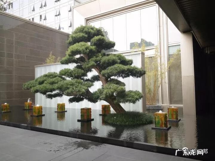 什么样树型风水好看