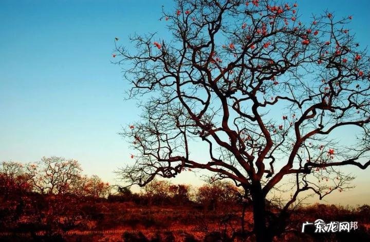 什么样树型风水好看