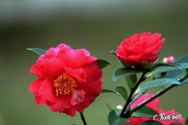 什么样树型风水好看