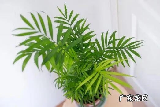 卧室窗台摆放什么风水摆件 窗台种多了植物对风水的影响