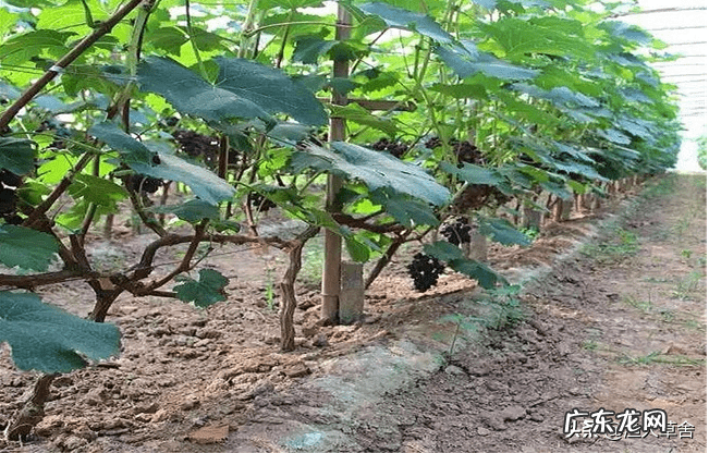 葡萄架位置 风水 葡萄树搭架风水讲究