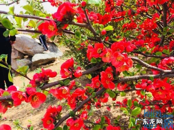 丁香花风水 丁香树长的树干不好看有啥风水吗视频