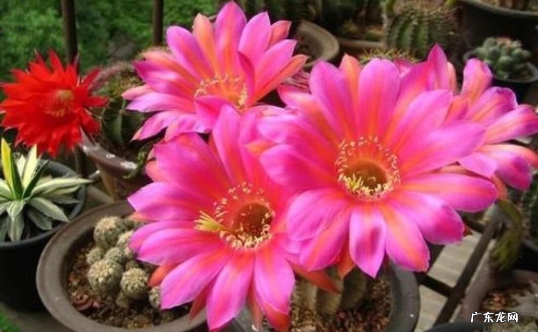 风水学上讲,家里不适合养的花 风水学不能养的花有哪些