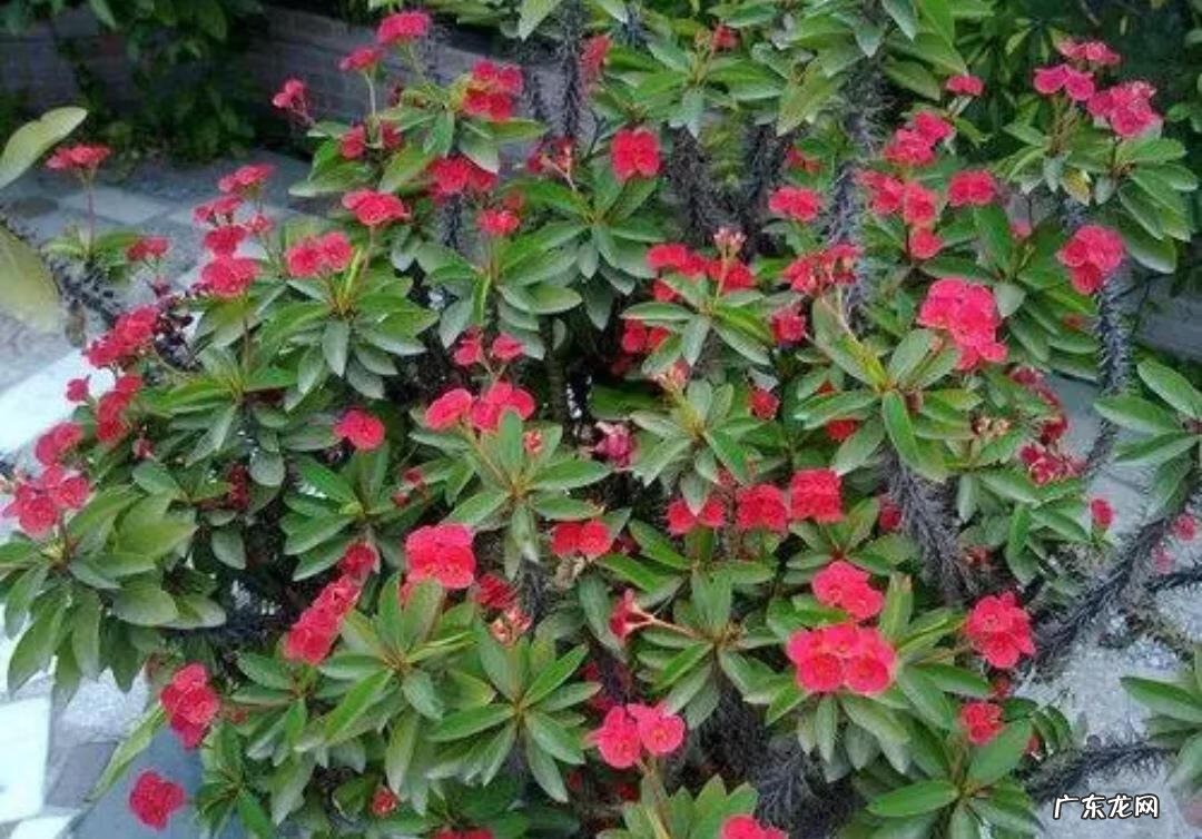 风水学上讲,家里不适合养的花 风水学不能养的花有哪些