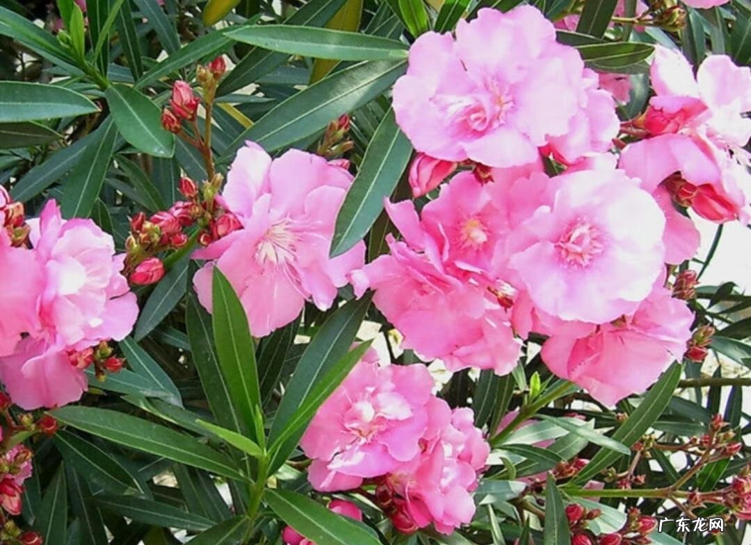 风水学上讲,家里不适合养的花 风水学不能养的花有哪些